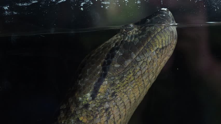 Green anaconda (Eunectes murinus). Big anaconda underwater.