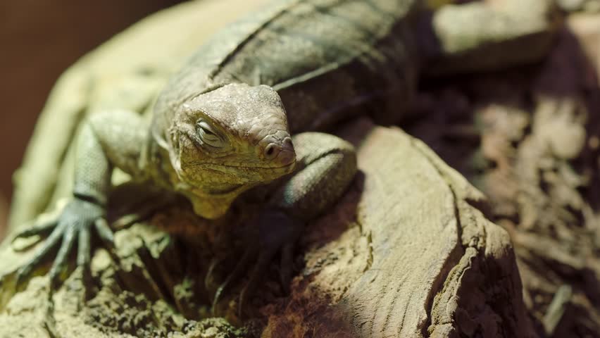 Cuban rock iguana, Cyclura nubila