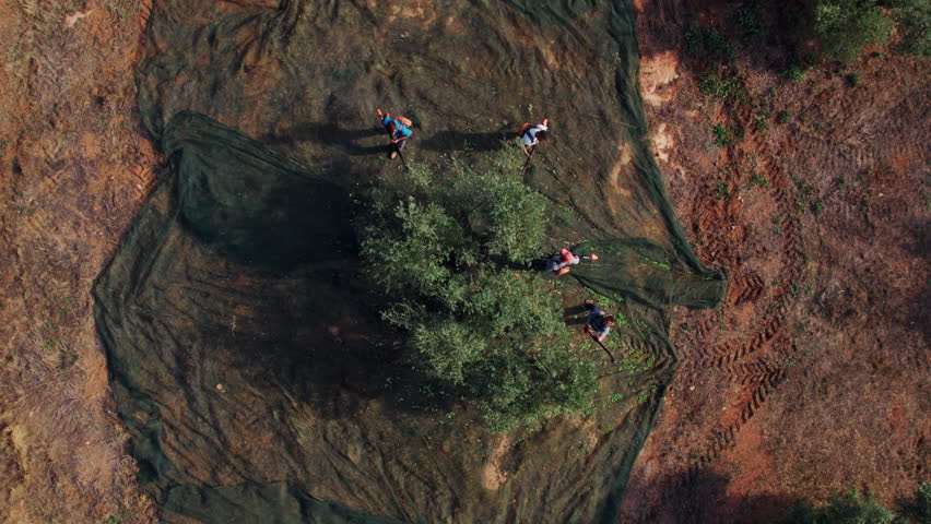 Top down drone shot of farmers manually harvesting olives from the tree. Picking olives with a mesh using nets or tarps. Large-scale olive orchards background. Olive oil production. 