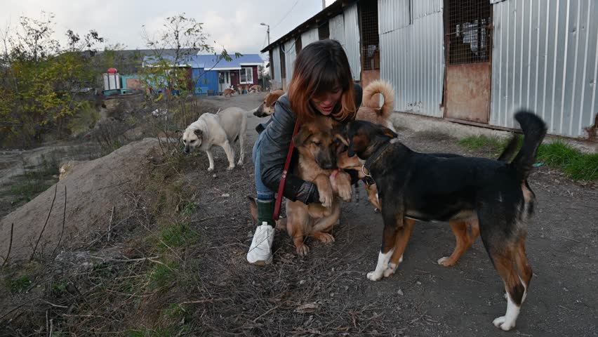 Dogs in animal shelter. Animal shelter volunteer takes care of dogs. Dog at the shelter. Lonley dogs in cage with cheerful woman volunteer