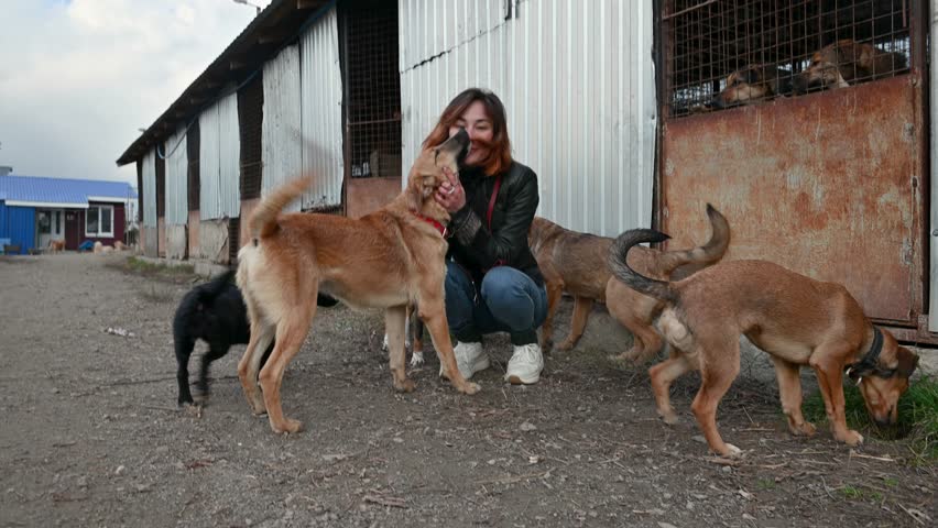Dogs in animal shelter. Animal shelter volunteer takes care of dogs. Dog at the shelter. Lonley dogs in cage with cheerful woman volunteer