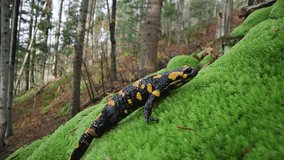 Spotted adult fire salamander on green moss in autumn forest. UHD 4k video