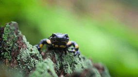 Spotted adult fire salamander on old mossy tree stump in autumn forest. . UHD 4k video
