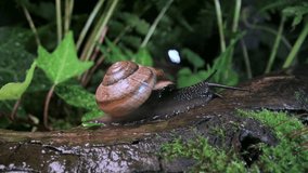 Grape snail slowly creeping on wet wooden twig with moss in the dark forest. Nature life. UHD 4k video