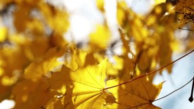 Vertical video. Romantic autumn. Sunny day. Nature beauty. Yellow tree leaves in sunshine rays trembling on wind blur background slow motion.