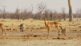 Close up of African impala (Aepyceros melampus).