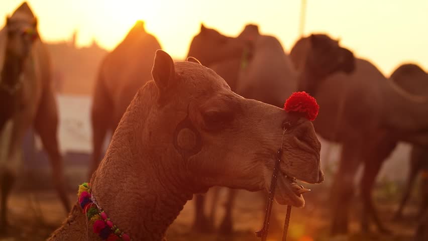Camels in slow motion at the Pushkar Fair, also called the Pushkar Camel Fair or locally as Kartik Mela is an annual multi-day livestock fair and cultural held in the town of Pushkar Rajasthan, India. | Shutterstock HD Video #1111378847