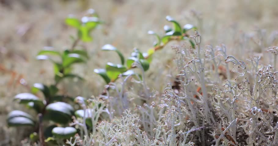 Arctic Tundra lichen moss close-up. Cladonia rangiferina, also known as reindeer cup lichen. | Shutterstock HD Video #1111378859