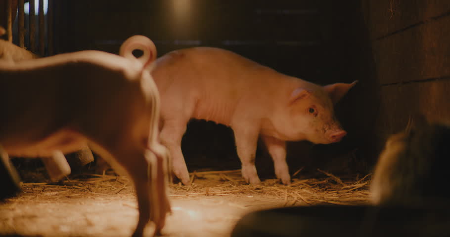 View of Young Newborn Piglets Pigs At Livestock Farm Group Of Piglets Swine