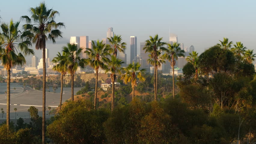 Green palm trees USA CA, aerial view of green park with scenic Los Angeles Downtown views on golden sunrise. Cinematic shot of Beautiful green urban park with high rise modern buildings on background