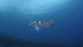 Bigfin Reef Squid - Sepioteuthis lessoniana is taking care of eggs. 4K underwater video. Sea life of Tulamben, Bali, Indonesia.