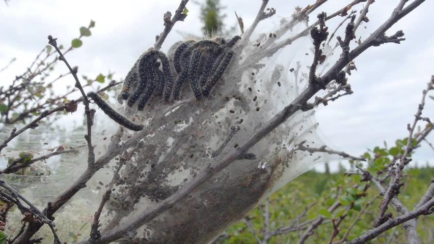 Oak processionary (Thaumetopoea processionea), pupation on branches