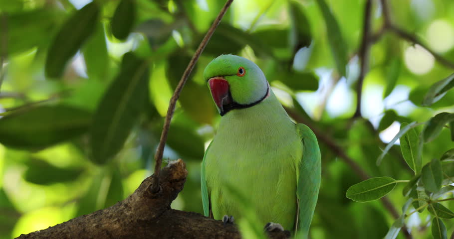 Bird, animal, nature, natural, background.