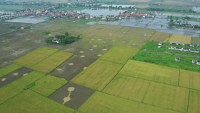 Aerial shot of Indonesian rice fields, 2K Resolution Videos