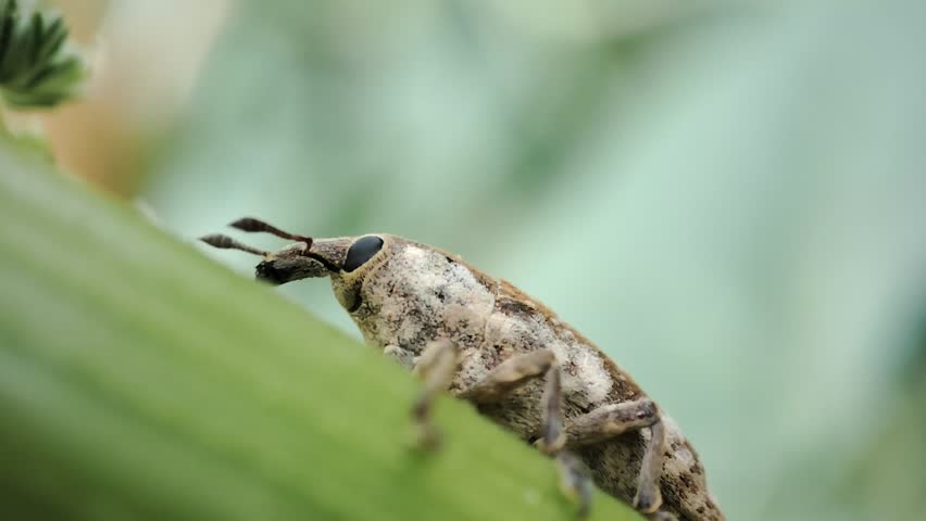 Close Encounters with Weevils on Green Leaves