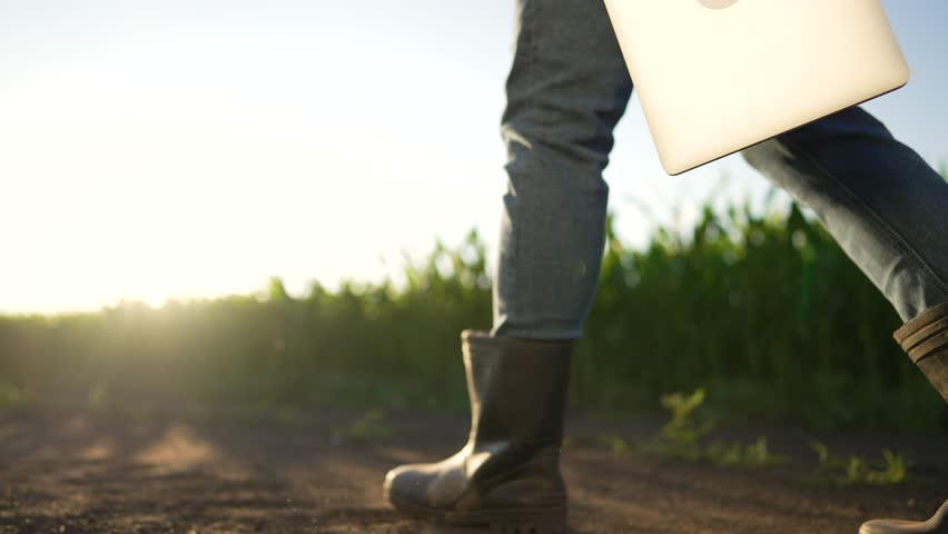 Agriculture concept.Farmer with shovel and tablet walking through maize field.Green field of corn in rays of sun.Harvest of corn on fertile soil.Farmer in rubber boots with dog walk along rural road Royalty-Free Stock Footage #1111423951