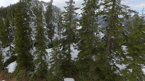 Drone camera passing through pine trees in snowy forest on European Alps mountain top.