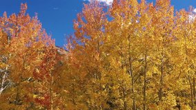 Above The Aspens Autumn Drone Video
