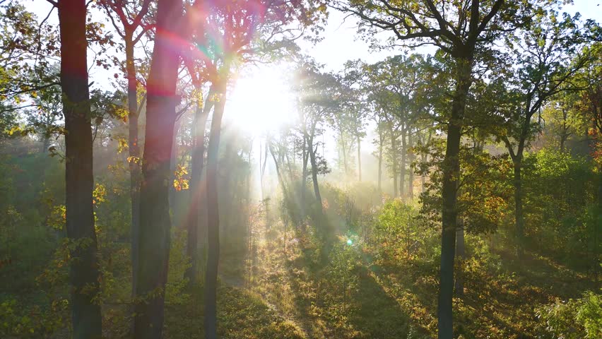 Beautiful autumn morning in the rain forest. Warm sunbeams illuminating the trunks of the trees in the forest. Bright sun beams through trees branches. Fog in the oak old forest. Aerial view. Drone  | Shutterstock HD Video #1111426031