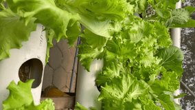 Hydroponic lettuce in a hydroponic pipe in the yard. growing plants using nutrient solutions in water without soil. growing lettuce in hydroponic garden pipes. the vegetables are very fresh. vertical