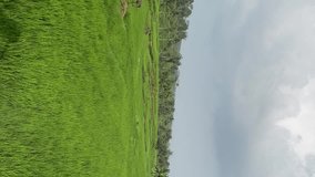 Beautiful green rice fields in spring morning. Green texture background. farmer's footpath. Green rice field blue sky background. vertical video
