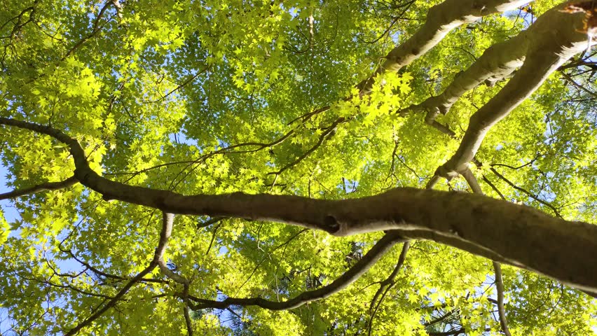 Look up at the japanese maple leaves Royalty-Free Stock Footage #1111434413