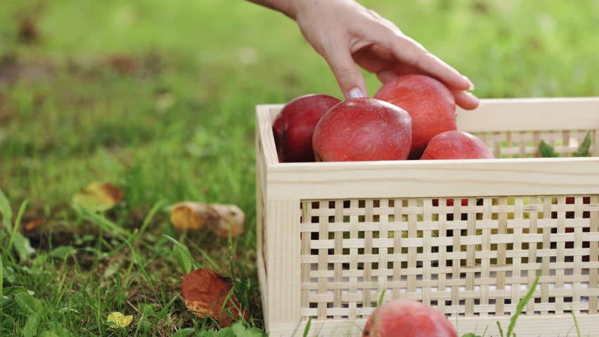 Close up of female farmer worker hands holding picking fresh ripe apples in orchard garden during autumn harvest. Woman picks up apples that have fallen fro tree in wooden box for further processing. | Shutterstock HD Video #1111435435