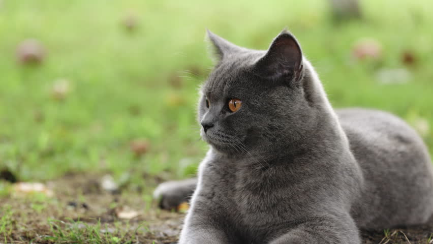 Gray scottish cat. Portrait of gray tabby cat. Cute domestic animal. A fat gray British cat with big yellow eyes. Obesity of the Scottish cat. | Shutterstock HD Video #1111435439