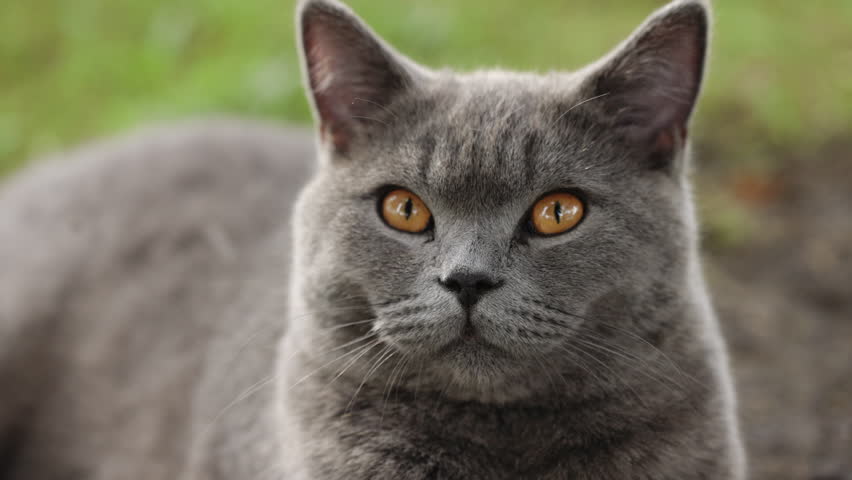 Scottish cat looking at camera. Portrait of gray tabby cat. Cute domestic animal. Cat with orange eyes is laying on grass . Grey Scottish fold cat resting and boring. | Shutterstock HD Video #1111435441