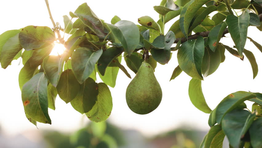 Pears grow on a tree in the garden. Selective focus. Pear garden in the country. Pear on a tree in an orchard. Fruit garden in soft sunset sunlight. | Shutterstock HD Video #1111435443