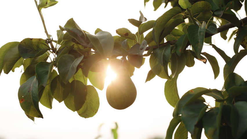 Closeup of pear under morning sunlight, pear tree plantation. Spring blossom background. Pear on a tree in soft sunset sunlight. | Shutterstock HD Video #1111435447