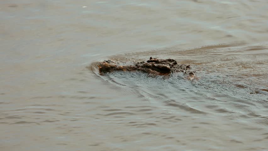A large Nile crocodile (Crocodylus niloticus) swimming in water, Kruger National Park, South Africa