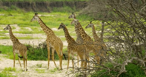 A small herd of Tanzanian brown spotted giraffes in the wilderness. Stockvideó