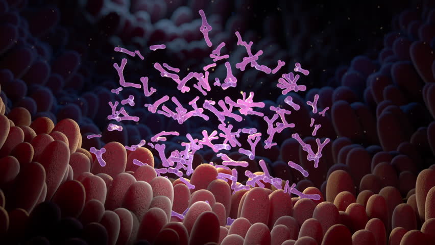 Bifidobacterium in intestine. Probiotic. 3D animation Royalty-Free Stock Footage #1111439917