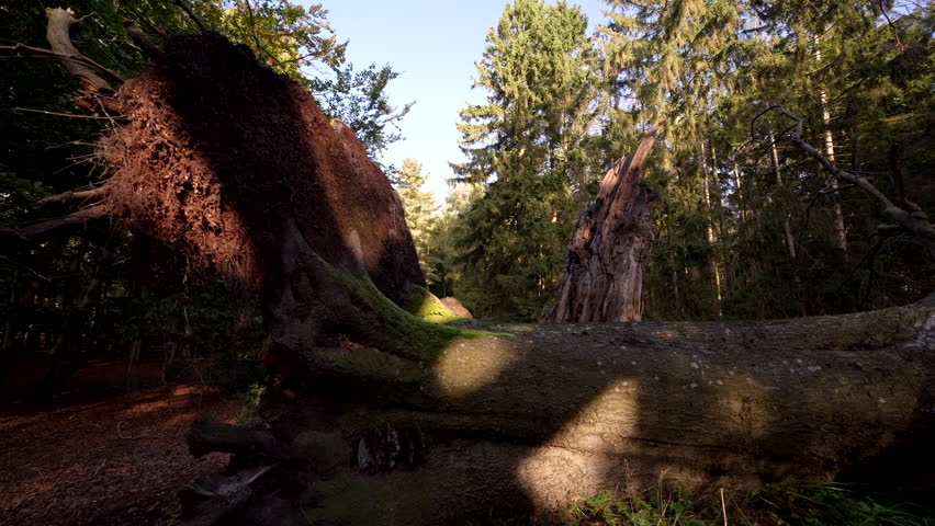 In the forest - Germany - Europe