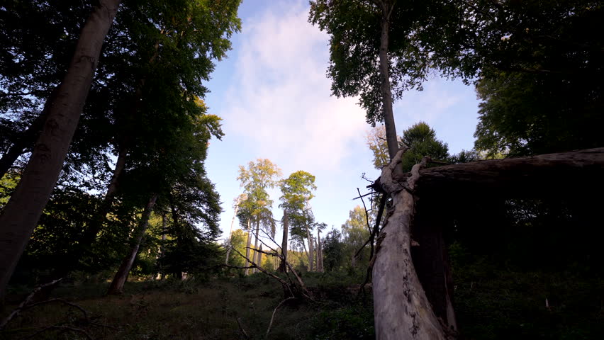 In the forest - Germany - Europe | Shutterstock HD Video #1111443447