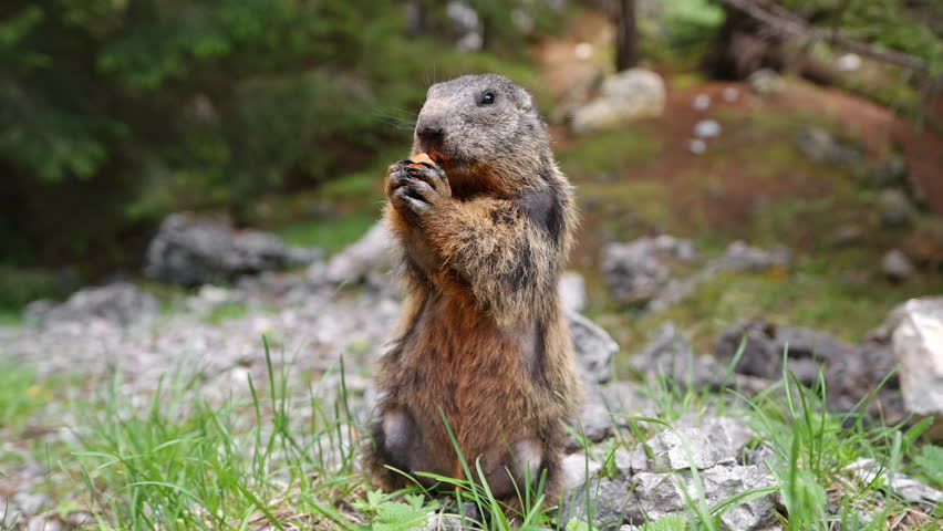 Marmot eats carrot in wild and stands in green clearing close up summer in forest in mountain range. Wild animals. Protecting and caring for animals in wild. Nature