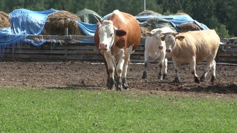 Cows in corral on cattle ranch 

