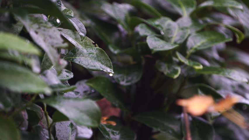 Wet leaves during an autumn rain | Shutterstock HD Video #1111448659