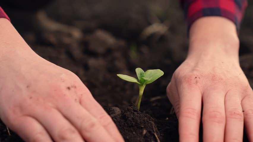Farmer in field plants green sprout in hole. Growth time plants. Farmer hands hold green sprout with soil. Sprouted seed in fertile soil. Agricultural industry. Planting plants. Green seedling in soil