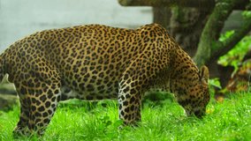 Video of Sri lankan leopard