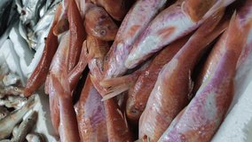 Vertical video. Fresh raw various seafood laid out on stalls at indoor fish market
