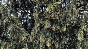 Close-up of black pine tree branch 4K shallow DOF video