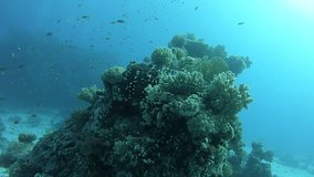 Coral reef in Fury Shoal area, Red Sea, Egypt