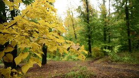Autumn forest with green and yellow leaves at cloudy day 4k video