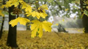 Nice autumn red and yellow leaves on trees at rainy day macro video 4k nature