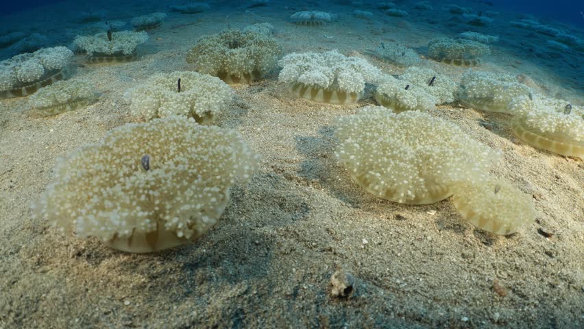 Cassiopea andromeda jellyfish underwater swim mediterranean sea Royalty-Free Stock Footage #1111456427