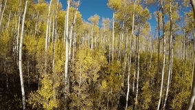 In the Aspen Trees Autumn Drone Video