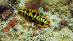 Incredibly beautiful yellow and black flatworm from above crawling on soft corals.