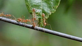 Red ants walking in groups, Concept team work together,Video footage show sacrifice of ant, small insect